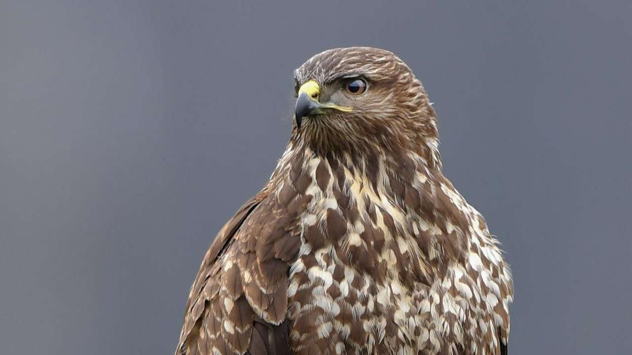 Thonon: attention aux éventuelles attaques de buse