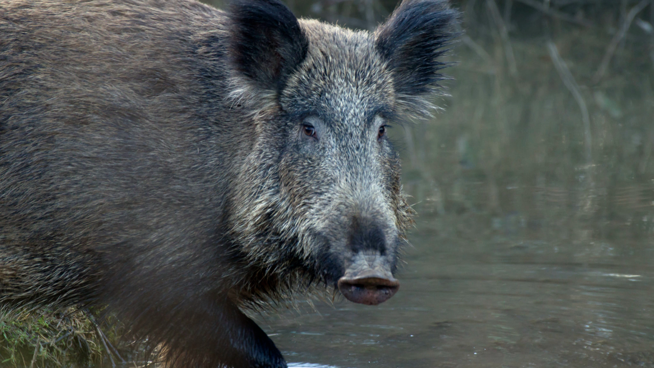 Thonon : un sanglier sème la panique dans un magasin avant d'être abbatu