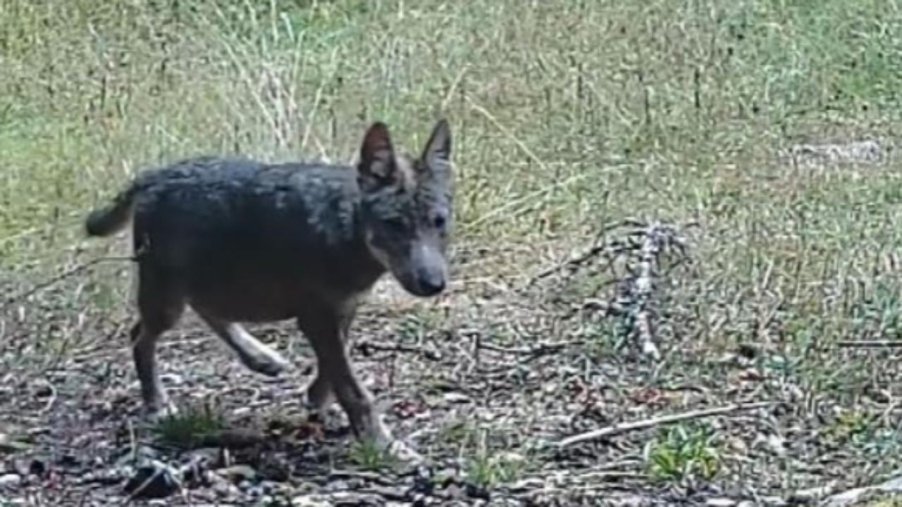 Un 1er cas de reproduction du loup observé dans l’Ain
