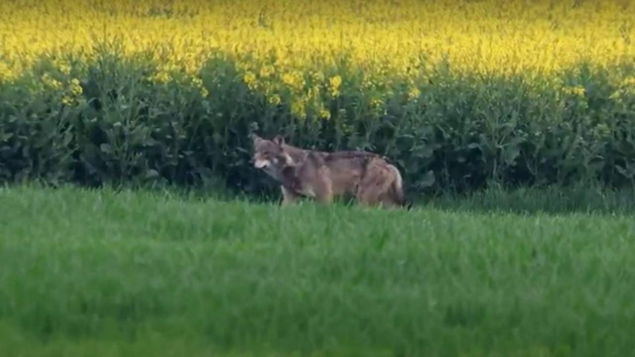Un loup aperçu à Genève vendredi