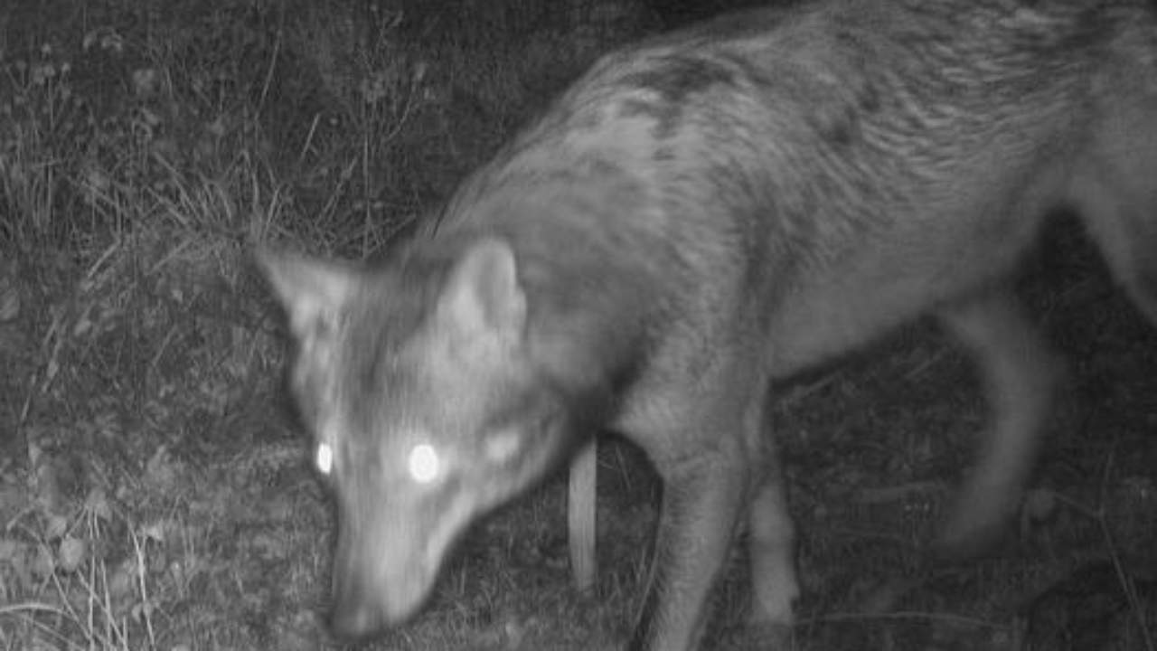 Un loup aperçu une nouvelle fois à Genève cette semaine