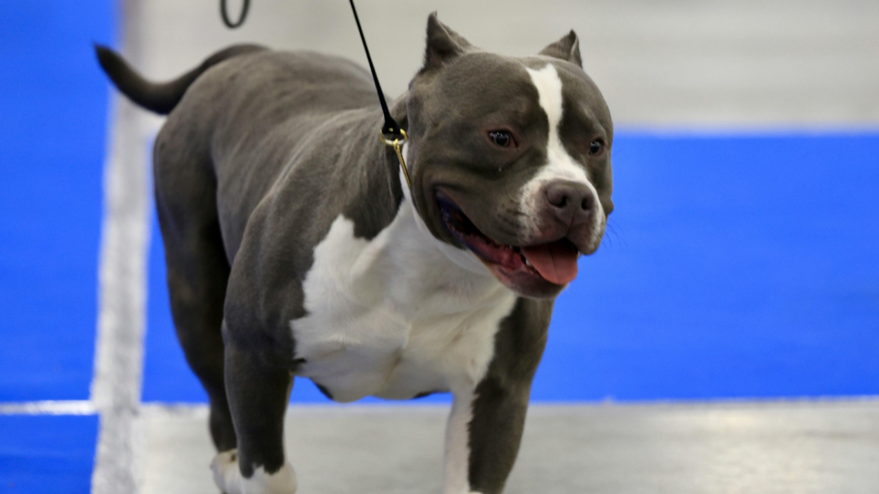 Vaud : Il doit se séparer de sa chienne pour son casier judiciaire