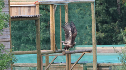 85 aigles "pygargues à queue blanche" s'envoleront de Sciez d'ici à 2030 pour retrouver librement la nature (interview) 85 aigles "pygargues à queue blanche" s'envoleront de Sciez d'ici à 2030 pour retrouver librement la nature (interview)