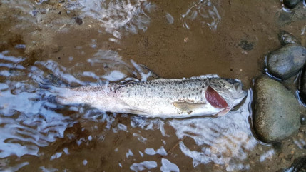 Annecy : Bilan mitigé sur la pollution des eaux depuis 2024