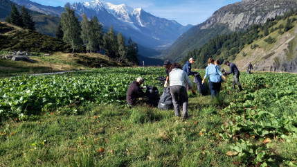 Chamonix : Une nouvelle esp&egrave;ce exotique envahissante pose probl&egrave;me
