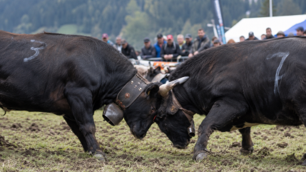 Chamousset : une manifestation pr&eacute;vue contre les combats de vaches H&eacute;rens