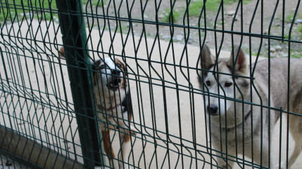 Cluses : les abandons à la SPA sont en forte hausse