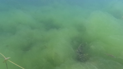 Dans le cadre d'un projet scientifique sur le Léman, l'INRAE vous invite à répondre à une enquête (interview)