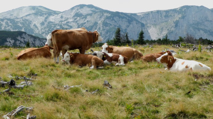 Dermatose nodulaire : Des places d'accueil d'urgence pour les génisses et vaches laitières