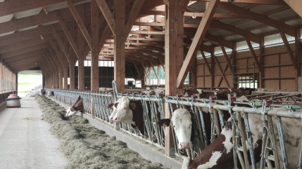 Dermatose nodulaire : Les agriculteurs en zone vaccinale vont &ecirc;tre indemnis&eacute;s