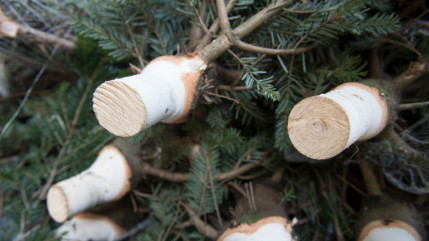 Evian : que faire des sapins usagés après Noël ? Evian : que faire des sapins usagés après Noël ?