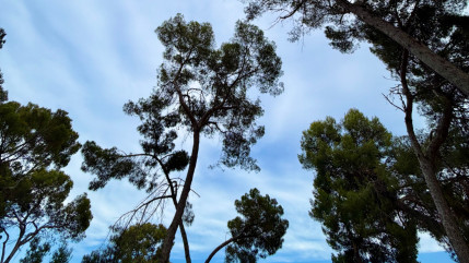 Gen&egrave;ve : 35 arbres vont &ecirc;tre abattus cet automne