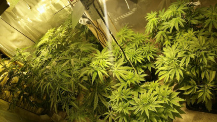 Genève dans le top 10 d’un classement étonnant sur la drogue Genève dans le top 10 d’un classement étonnant sur la drogue