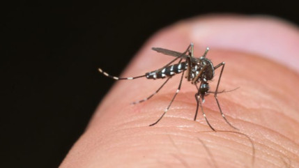Genève lutte contre le moustique tigre