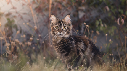 Haute-Savoie : Enqu&ecirc;te ouverte apr&egrave;s la d&eacute;couverte de deux chats pendus