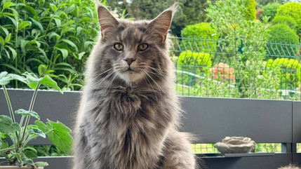 Haute-Savoie : Un chat retrouv&eacute; pendu, une enqu&ecirc;te ouverte