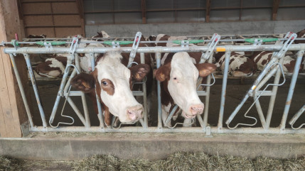 Haute-Savoie: un premier foyer de dermatose nodulaire