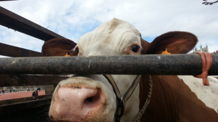 Haute-Savoie : une voiture percute un troupeau de vaches sur la N205, la circulation totalement interrompue