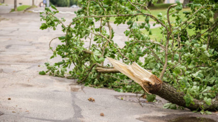 L’abattage des arbres et des haies sous Sonnaz à Thonon ne passe pas L’abattage des arbres et des haies sous Sonnaz à Thonon ne passe pas