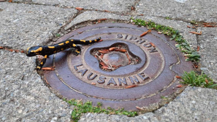 La biodiversité à l’honneur dans l’agglomération lausannoise