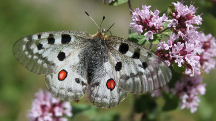 La Communauté de Communes du Pays d'Evian-Vallée d'Abondance lance un grand concours sur le thème des jardins