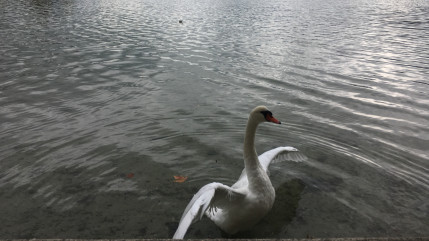 Lac d'Annecy : Un cygne touch&eacute; par la grippe aviaire, la prudence est de mise