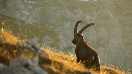 Massif du Bargy : l'abattage des bouquetins suspendu