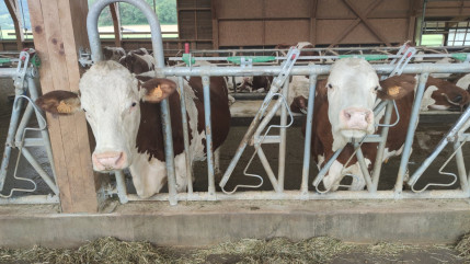 Nouveau foyer de dermatose nodulaire : "On est dans le flou"