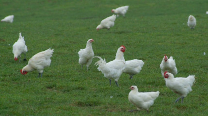 Nouvelle action de l'association L214 en Haute-Savoie