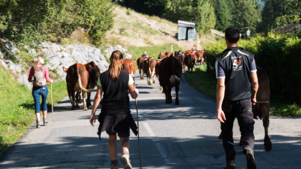 Nouvellement institué, la transhumance est désormais reconnue au « Patrimoine culturel et immatériel de l’humanité » de l’UNESCO