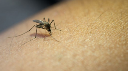 Passy : une op&eacute;ration de d&eacute;moustication men&eacute;e apr&egrave;s un cas de dengue