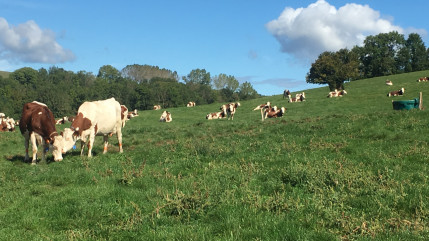 Pays de Savoie : Les agriculteurs bientôt indemnisés face à la dermatose nodulaire