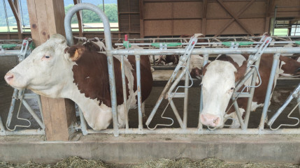 Plus d’obligation de pasteuriser le lait pour la fabrication des fromages Plus d’obligation de pasteuriser le lait pour la fabrication des fromages