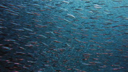 Poissons des lacs romands : la perche rassure, la truite et le brochet inquiètent