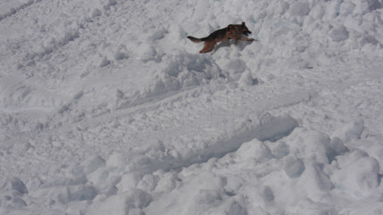 Avalanche en Savoie: la personne ensevelie et gravement blessée à Val Thorens est décédée