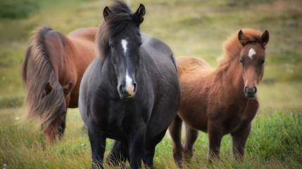 Sallanches : La Foire froide se fera bien avec des chevaux