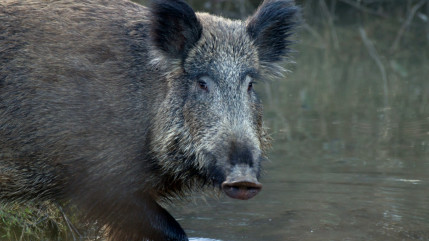 Thonon : un sanglier sème la panique dans un magasin avant d'être abbatu