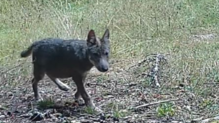 Un 1er cas de reproduction du loup observé dans l’Ain