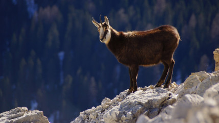 Un chamois secouru aux Eaux-Vives à Genève