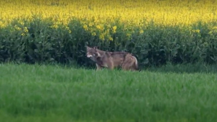 Un loup aperçu à Genève vendredi