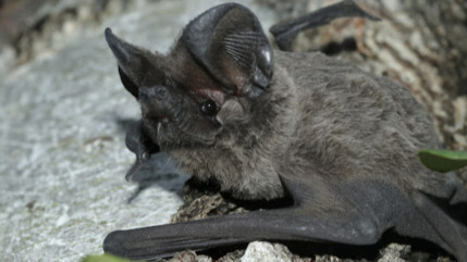 Une chauve-souris tr&egrave;s rare observ&eacute;e en plein c&oelig;ur de Gen&egrave;ve