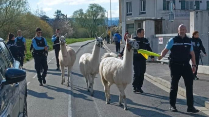 Une intervention pour le moins originale pour les gendarmes de Bonneville Une intervention pour le moins originale pour les gendarmes de Bonneville