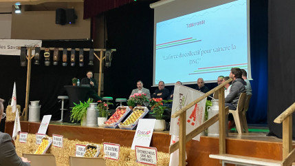 Vaccin contre la dermatose : &laquo; Il faut &eacute;largir &agrave; la Maurienne et au Chablais &raquo;