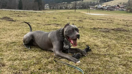 Animaux abandonnés, un fléau estival! Qui veut adopter Snoop? (Interview)