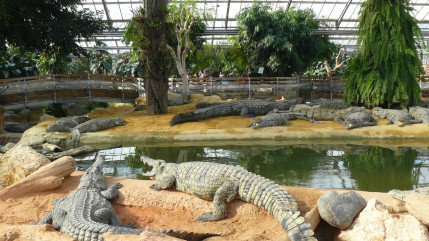 Évadez-vous en Auvergne-Rhône-Alpes à la Ferme aux Crocodiles !