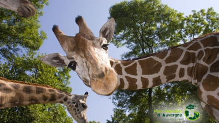 Évadez-vous en Auvergne-Rhône-Alpes au Parc Animalier d'Auvergne !